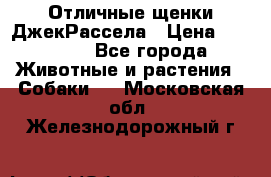 Отличные щенки ДжекРассела › Цена ­ 50 000 - Все города Животные и растения » Собаки   . Московская обл.,Железнодорожный г.